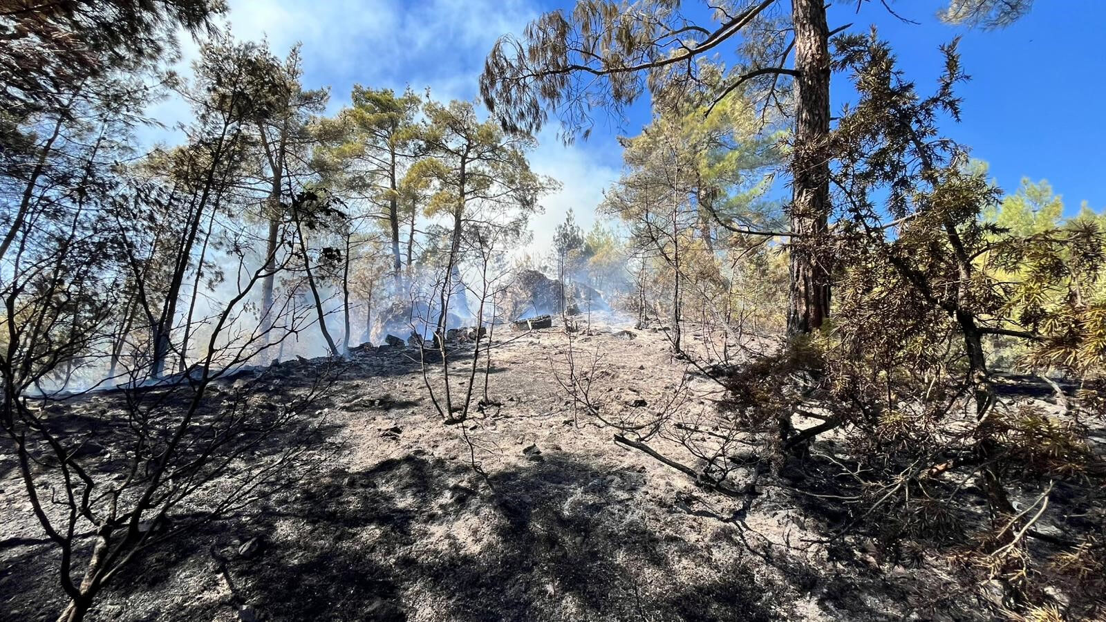 Adana'da orman yangını! Alevler kontrol altında Adana'da orman yangını! Ekipler olay yerinde - 1. Resim