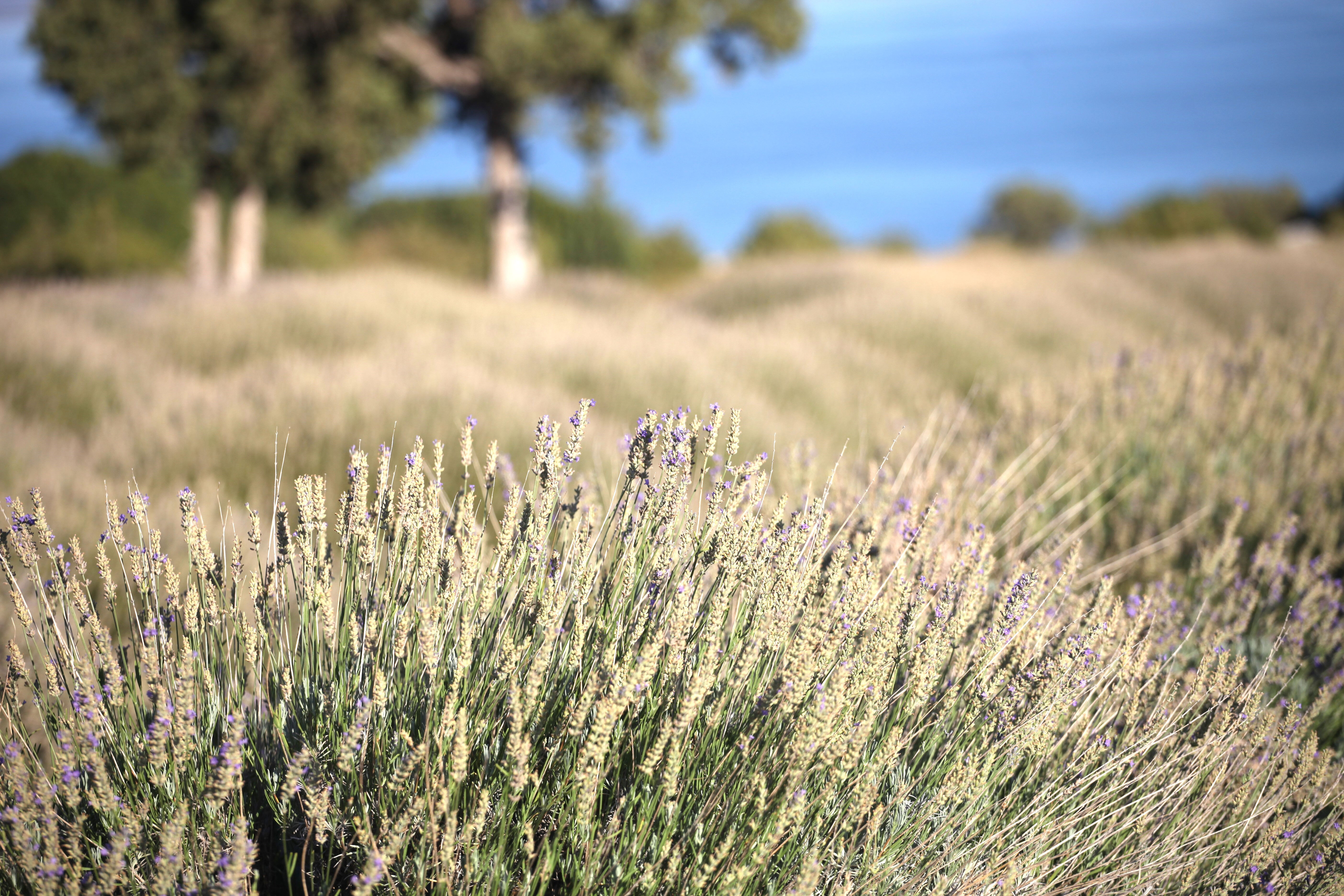 Burdur'un susuz tarlalarında geçim kaynağı oldu! Yurt dışında 'çok kolay' alıcı buluyor: Çiftçilerin yeni umudu Burdur'un susuz tarlalarında geçim kaynağı oldu! Yurt dışında 'çok kolay' alıcı buluyor - 1. Resim
