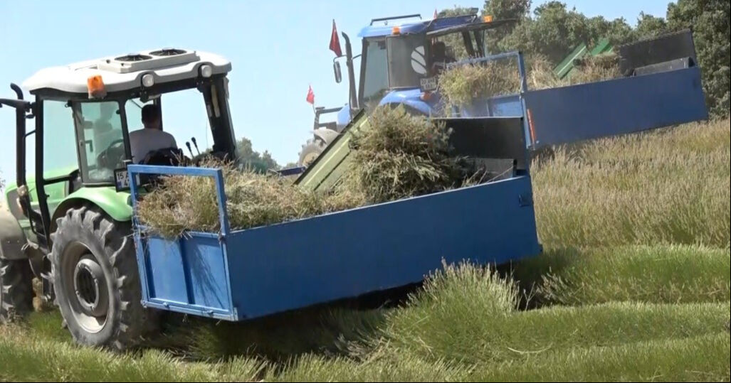 Burdur'un susuz tarlalarında geçim kaynağı oldu! Yurt dışında 'çok kolay' alıcı buluyor: Çiftçilerin yeni umudu Burdur'un susuz tarlalarında geçim kaynağı oldu! Yurt dışında 'çok kolay' alıcı buluyor - 3. Resim