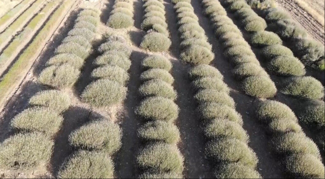 Burdur'un susuz tarlalarında geçim kaynağı oldu! Yurt dışında 'çok kolay' alıcı buluyor: Çiftçilerin yeni umudu Burdur'un susuz tarlalarında geçim kaynağı oldu! Yurt dışında 'çok kolay' alıcı buluyor - 2. Resim