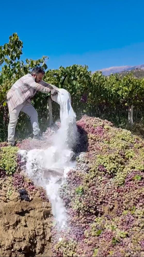 Çiftçinin yaptığı 6 ton üzüme mal oldu! Hepsi imha edildi Çiftçinin yaptığı 6 ton üzüme mal oldu! Hepsi imha edildi - 1. Resim