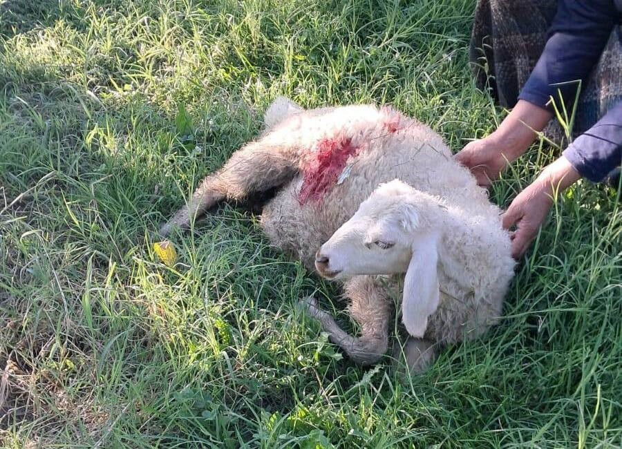 Kuzuların sesiyle irkildi, manzarayı göründe dehşete uğradı! Başıboş sokak köpekleri önüne gelen saldırdı - 1. Resim