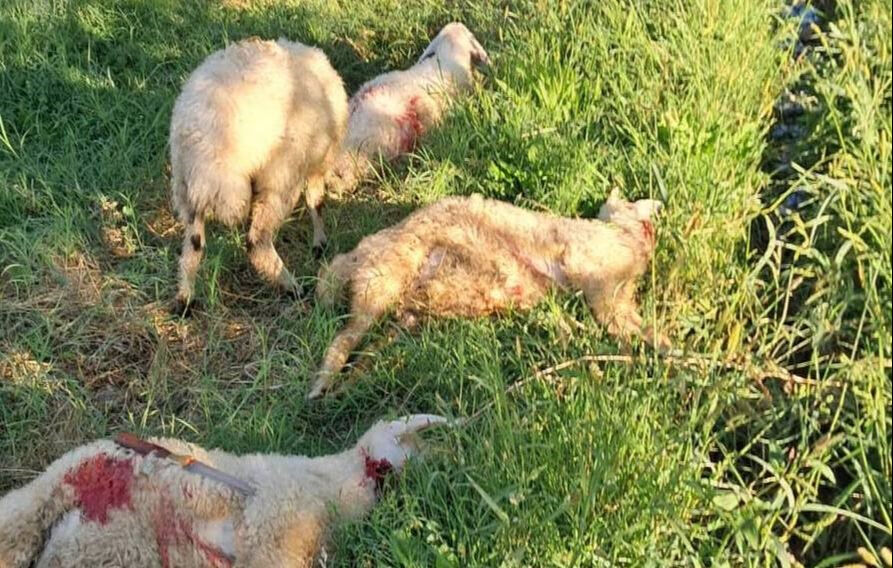 Kuzuların sesiyle irkildi, manzarayı göründe dehşete uğradı! Başıboş sokak köpekleri önüne gelen saldırdı - 2. Resim