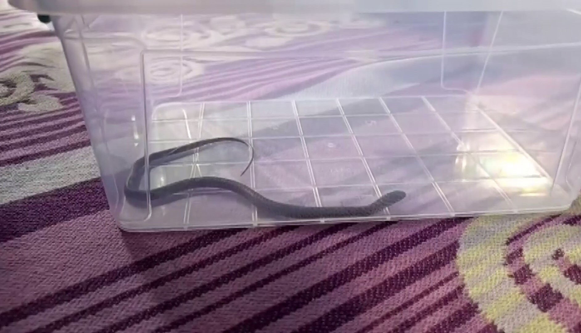 Yatağın altına baktı, gözlerine inanamadı! Binanın 4'üncü katında inanılmaz olay Yatağın altına baktı, gözlerine inanamadı! Binanın 4'üncü katında inanılmaz olay - 1. Resim