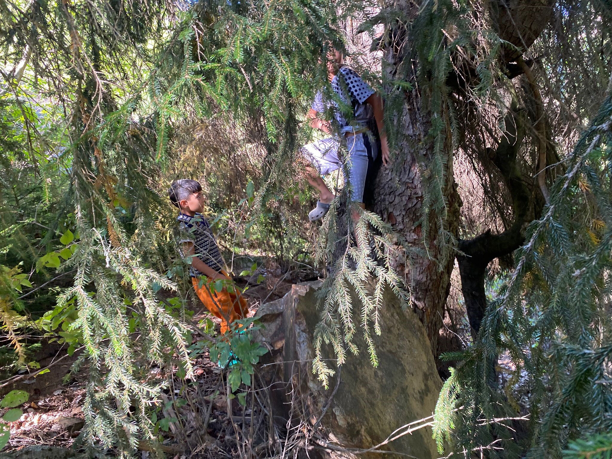 Metrelerce yüksekten topluyor! Kilosunu 5 bin liraya satarak harçlığını çıkarıyor 5. Sınıf öğrencisi Minik Eymen çam sakızı toplayarak harçlığını çıkarıyor - 1. Resim