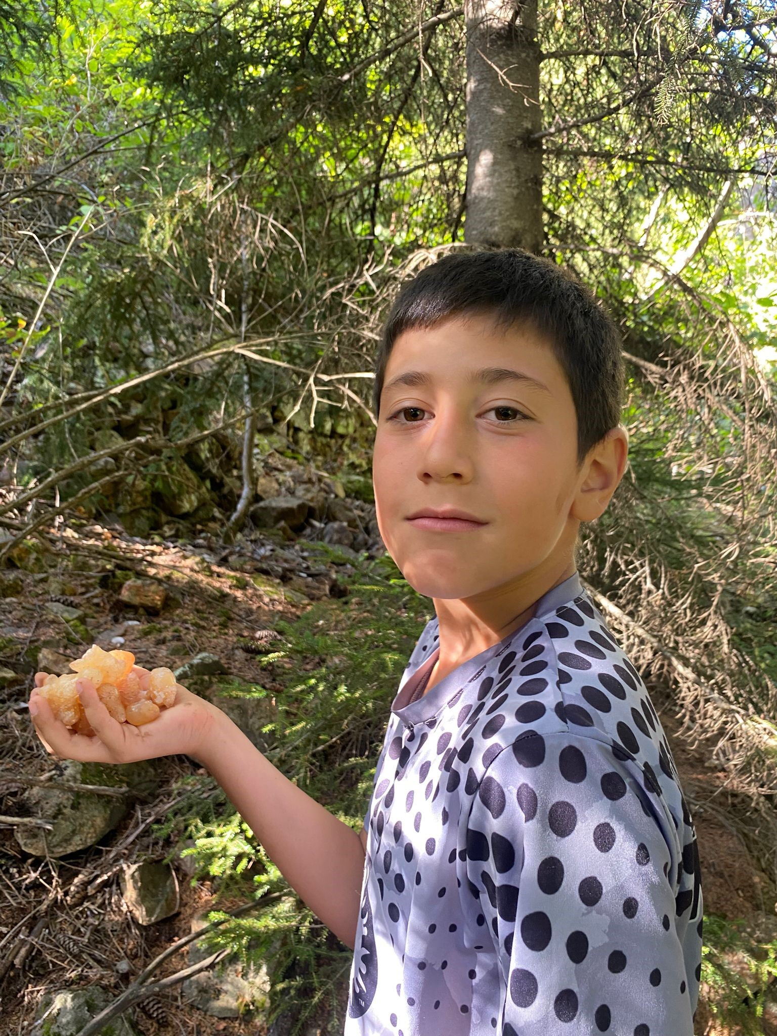 Metrelerce yüksekten topluyor! Kilosunu 5 bin liraya satarak harçlığını çıkarıyor 5. Sınıf öğrencisi Minik Eymen çam sakızı toplayarak harçlığını çıkarıyor - 2. Resim