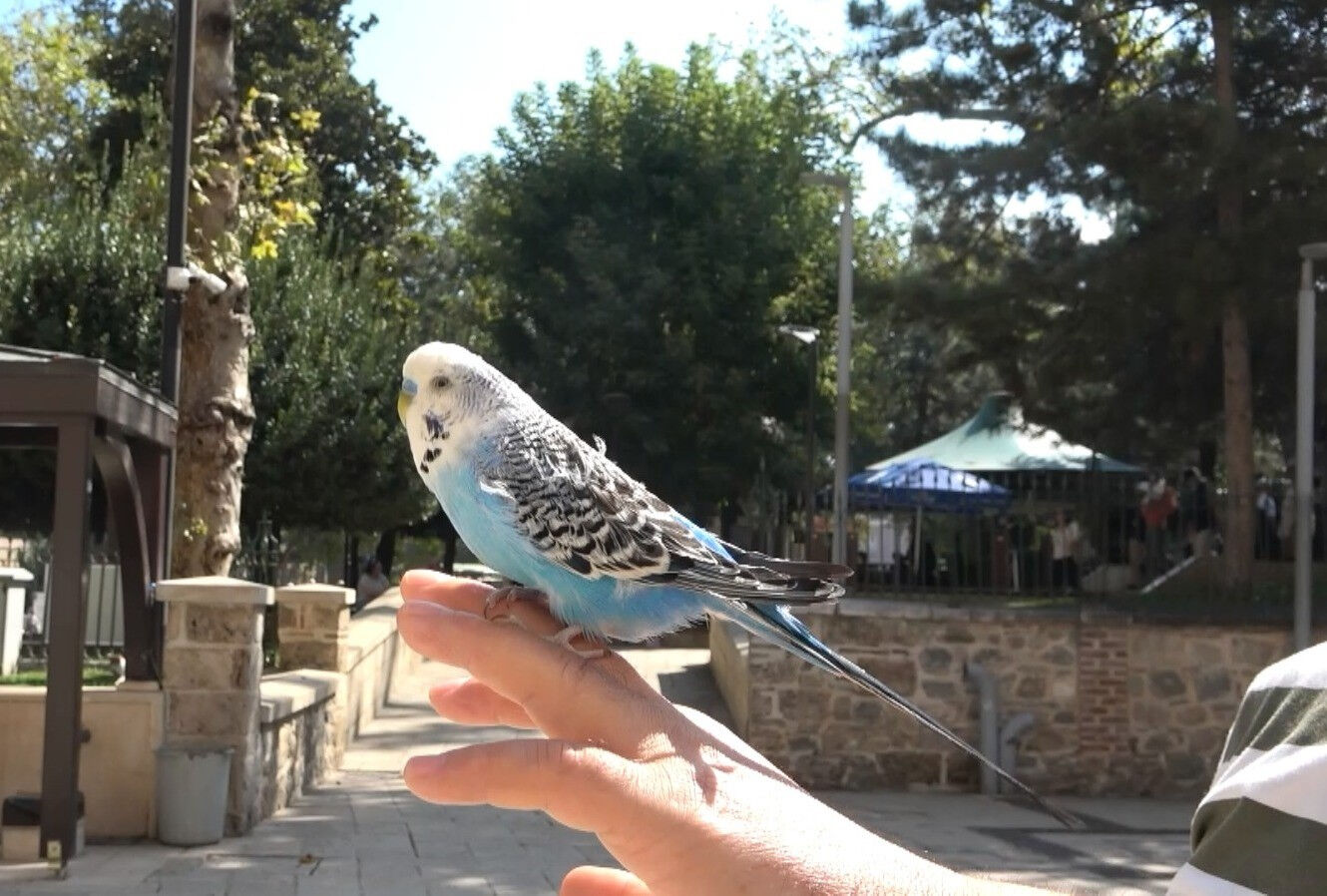 Görenler bir daha bakıyor! Kanatlı maskot sahibinin omuzunda tüm gün geziyor Görenler bir daha bakıyor! Kanatlı maskot sahibinin omuzunda tüm gün geziyor - 3. Resim