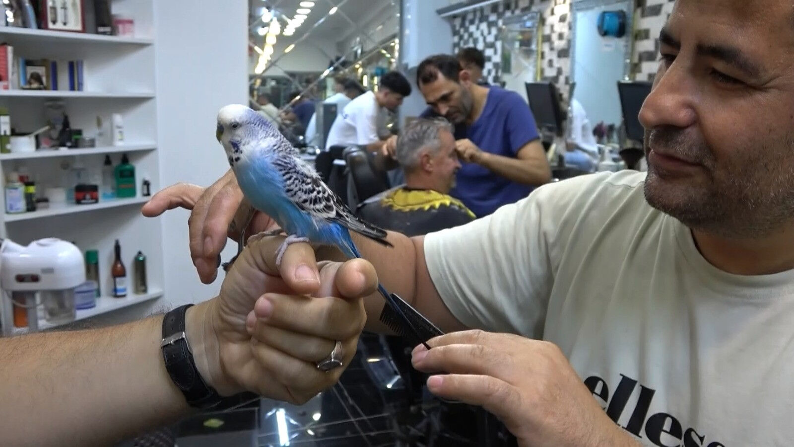 Görenler bir daha bakıyor! Kanatlı maskot sahibinin omuzunda tüm gün geziyor Görenler bir daha bakıyor! Kanatlı maskot sahibinin omuzunda tüm gün geziyor - 1. Resim