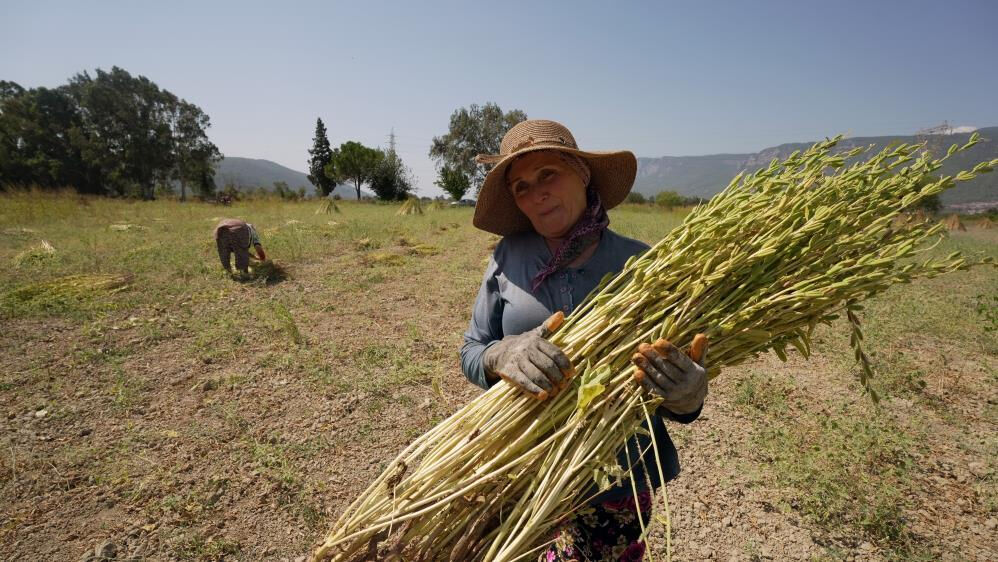 Japonlar kapıda bekliyor! Üretici işçi bulamıyor... Geçen yıl 150 liraydı - 2. Resim