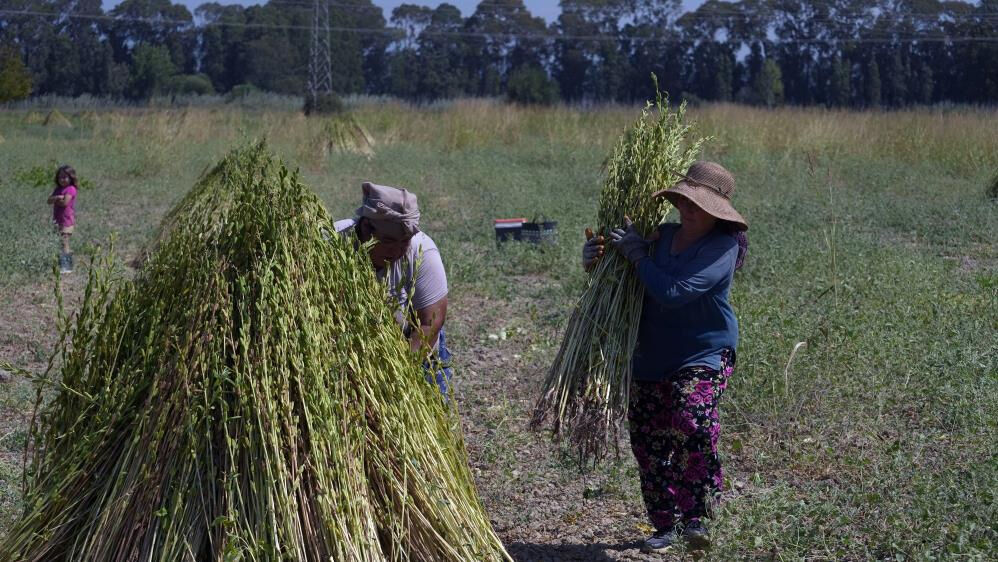 Japonlar kapıda bekliyor! Üretici işçi bulamıyor... Geçen yıl 150 liraydı - 5. Resim