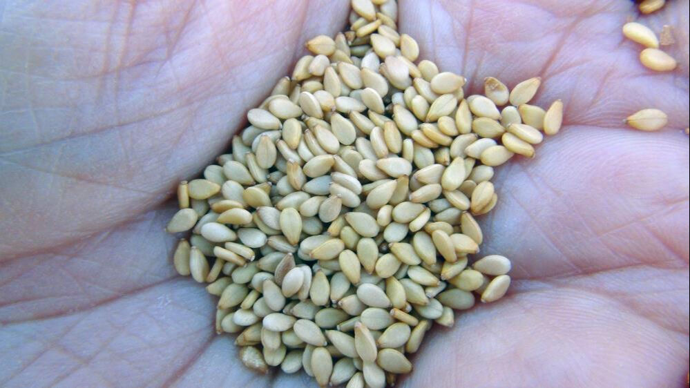 Japonlar kapıda bekliyor! Üretici işçi bulamıyor... Geçen yıl 150 liraydı - 3. Resim