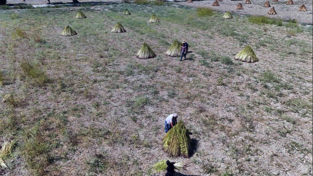 Japonlar kapıda bekliyor! Üretici işçi bulamıyor... Geçen yıl 150 liraydı - 4. Resim