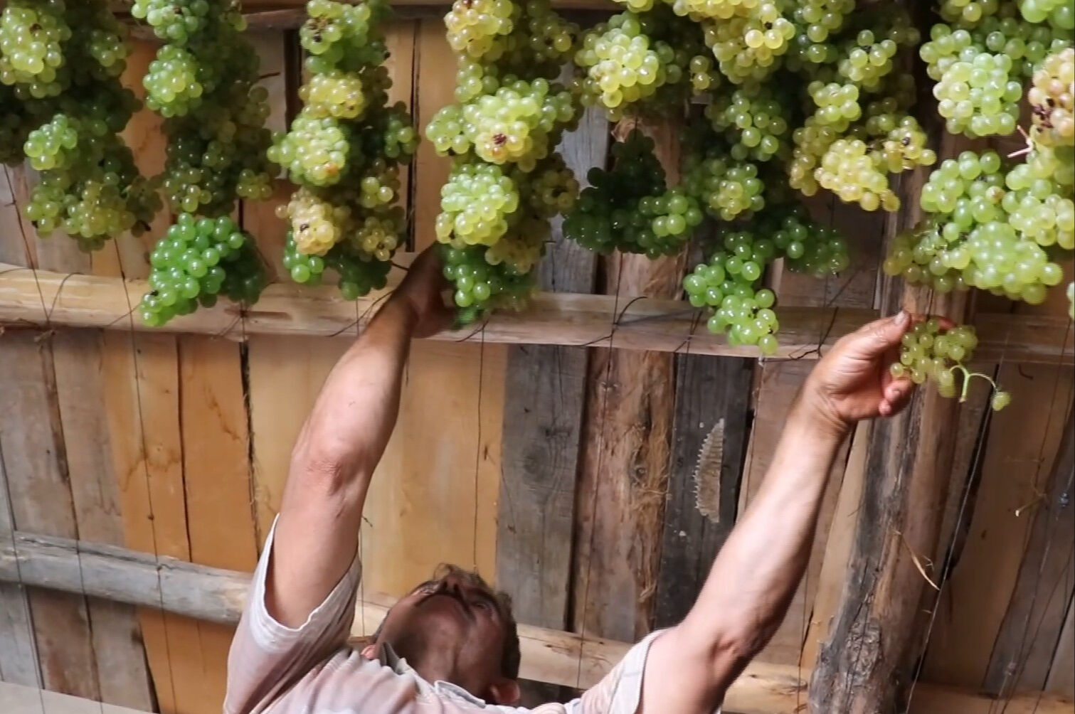 5 kilo yaş üründen 1 kilo kurusu çıkıyor! Torosların yeşil altınında hasat başladı, 100 liradan satışta - 3. Resim