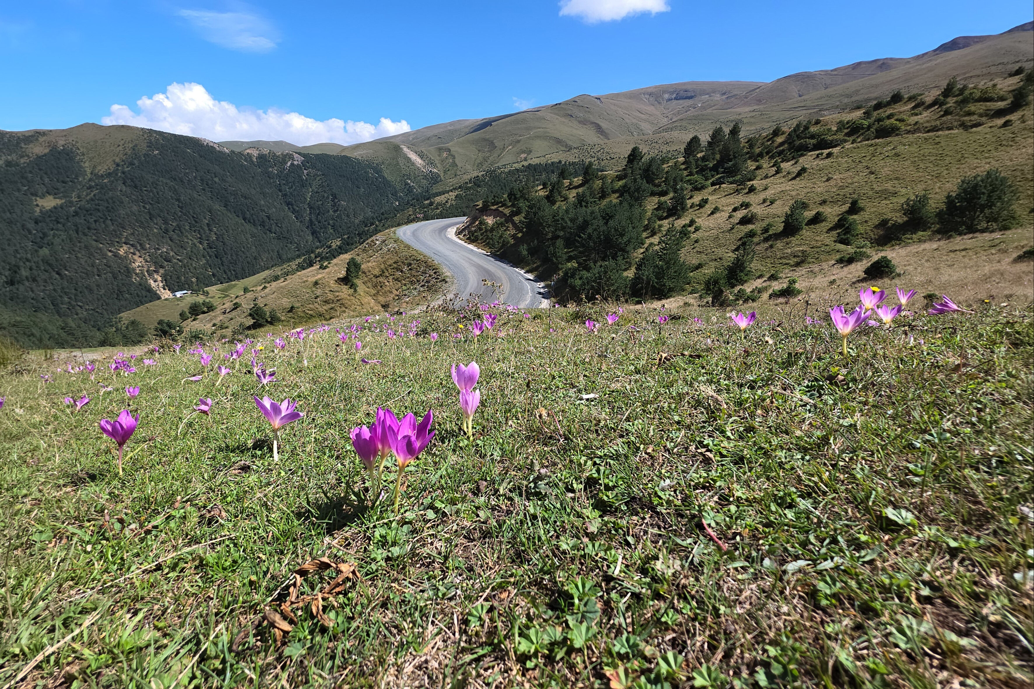 Adeta doğal meteoroloji sistemi! Kışın habercisi 'vargit'ler kendini gösterdi Adeta doğal meteoroloji sistemi! Kışın habercisi 'vargit'ler kendini gösterdi - 1. Resim
