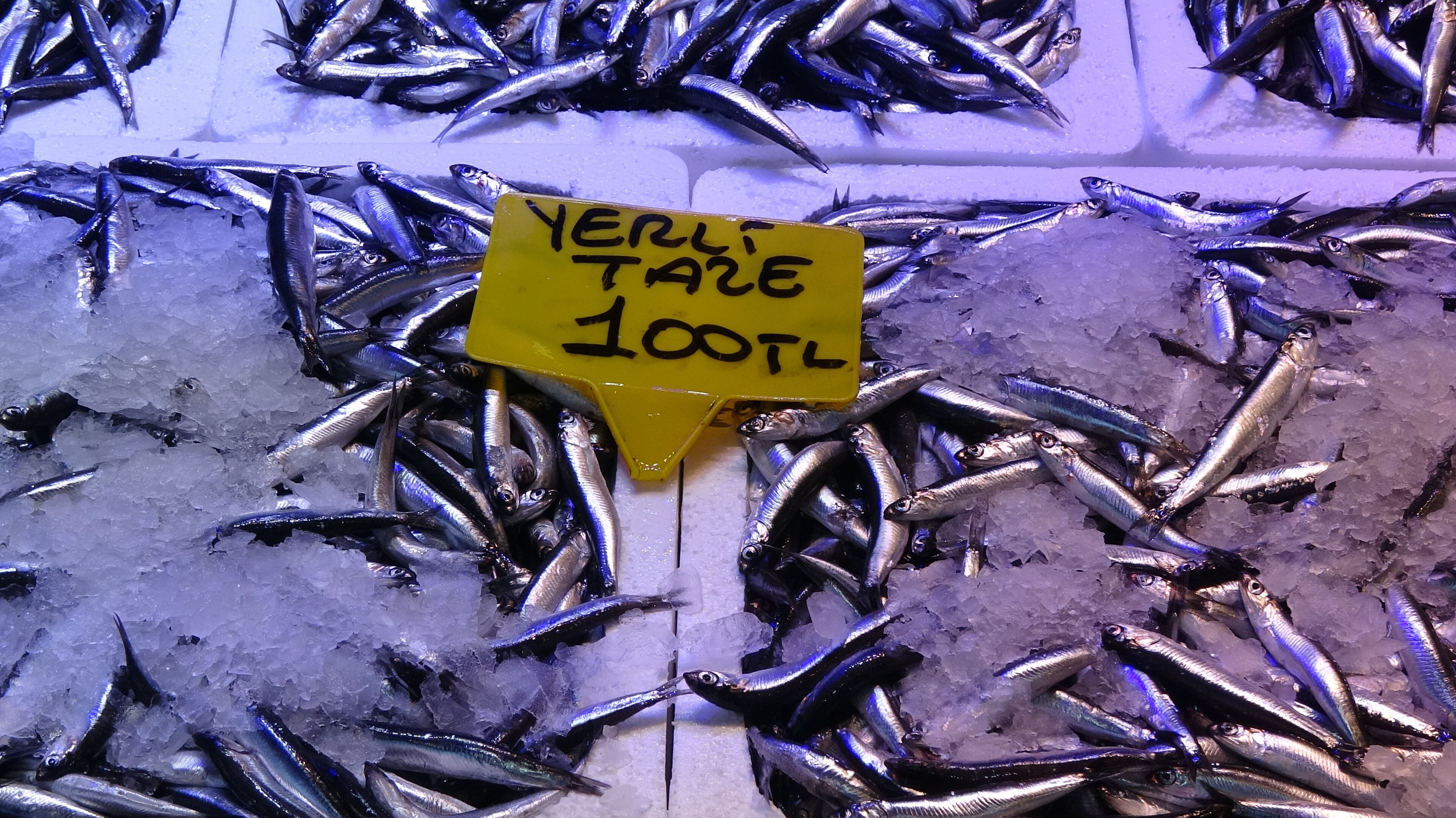 Balıkçı tezgahlarına bereketin ardından belirsizlik geldi: Bu sezon misafirlik kısa sürecek! Balıkçı tezgahlarına bereketin ardından belirsizlik geldi: Bu sezon misafirlik kısa sürecek! - 1. Resim