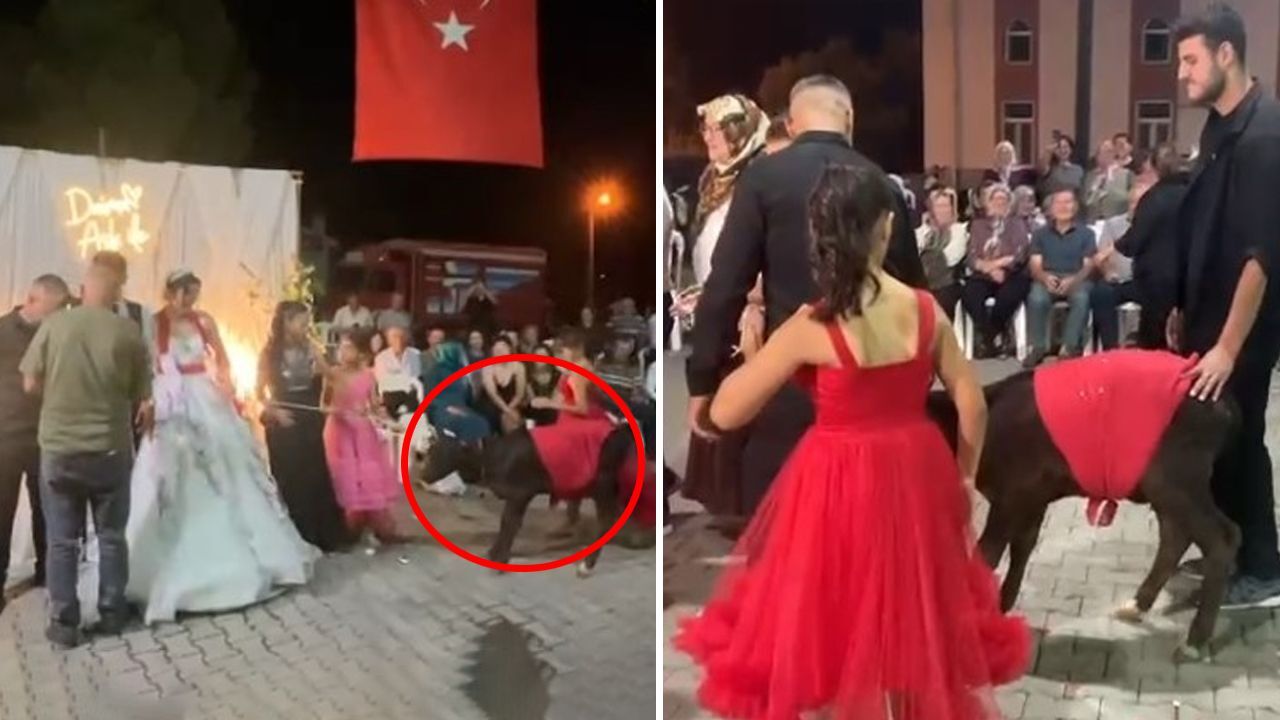 Yaşam