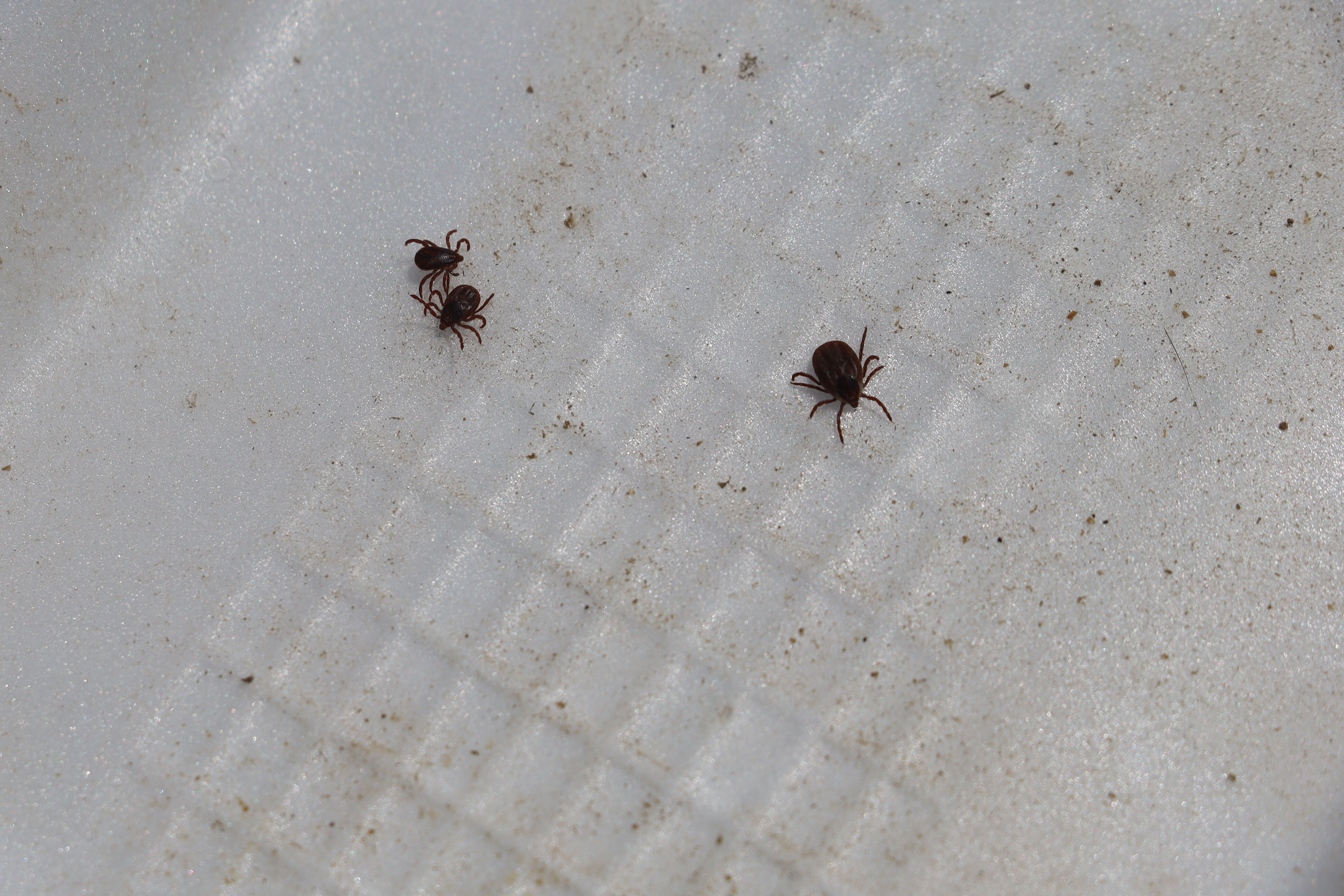 Sonbahar mevsimi kenelere dikkat! Uzmanı uyardı Sonbahar mevsimi kenelere dikkat! Uzmanı uyardı - 3. Resim