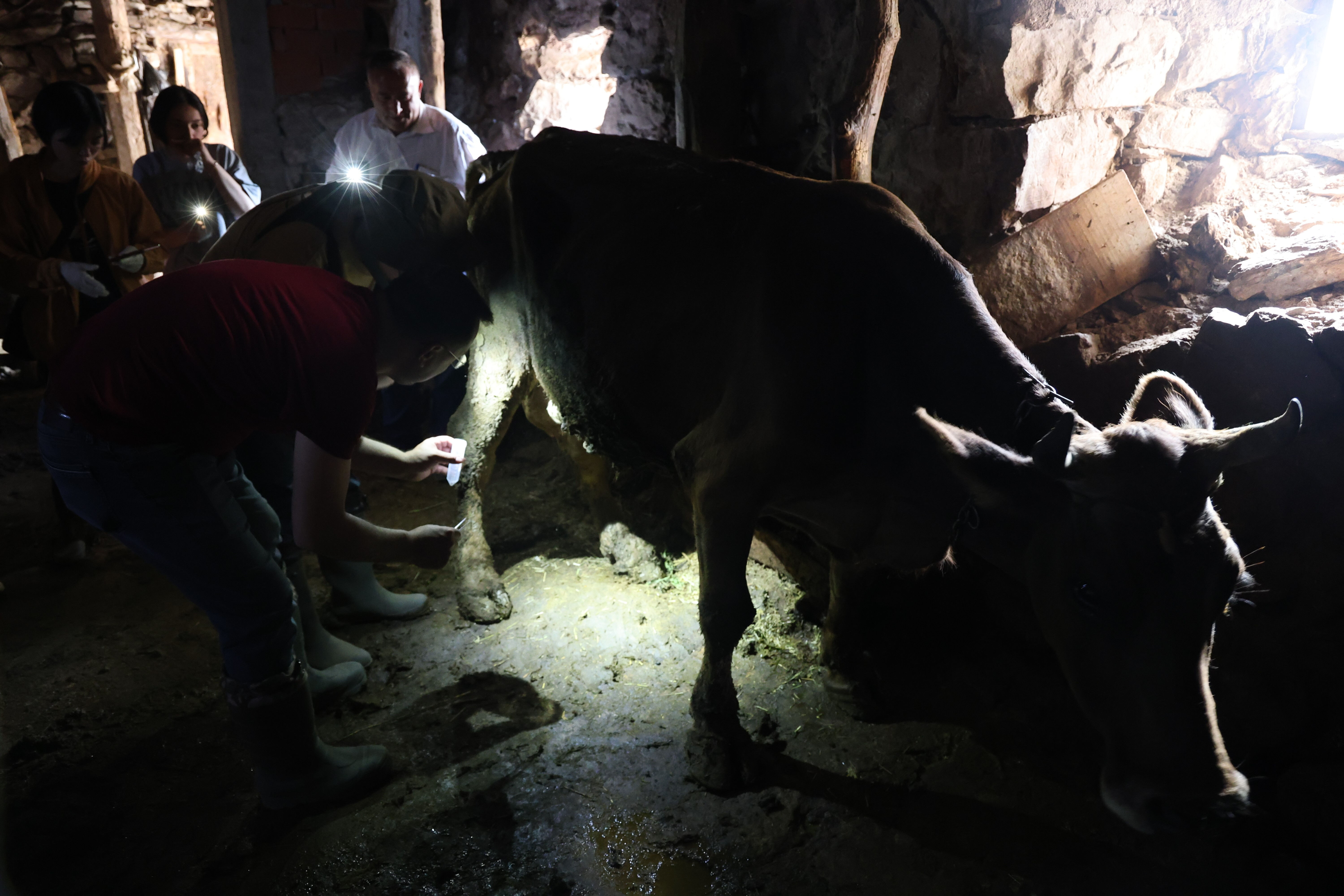 Sonbahar mevsimi kenelere dikkat! Uzmanı uyardı Sonbahar mevsimi kenelere dikkat! Uzmanı uyardı - 2. Resim