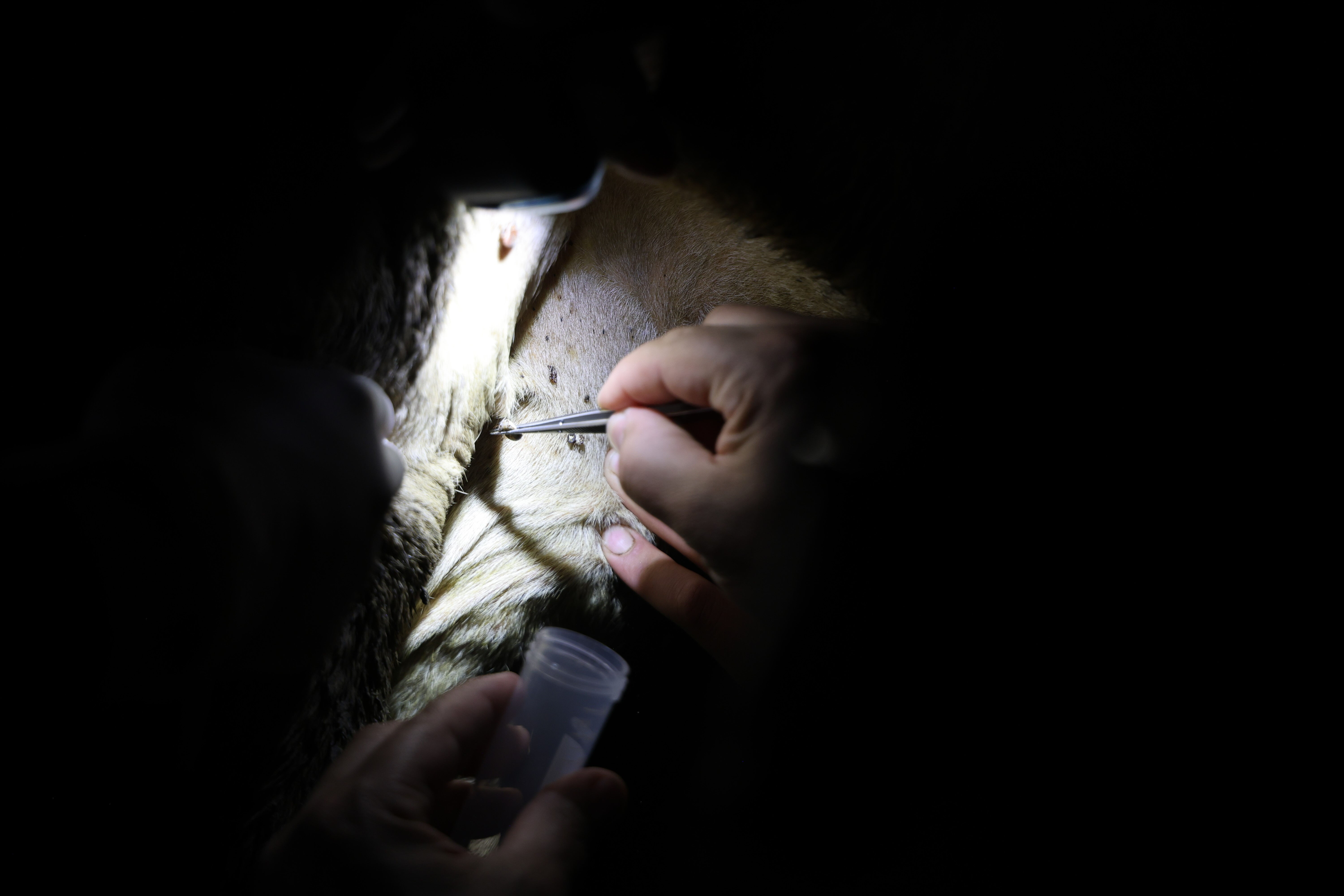 Sonbahar mevsimi kenelere dikkat! Uzmanı uyardı Sonbahar mevsimi kenelere dikkat! Uzmanı uyardı - 1. Resim