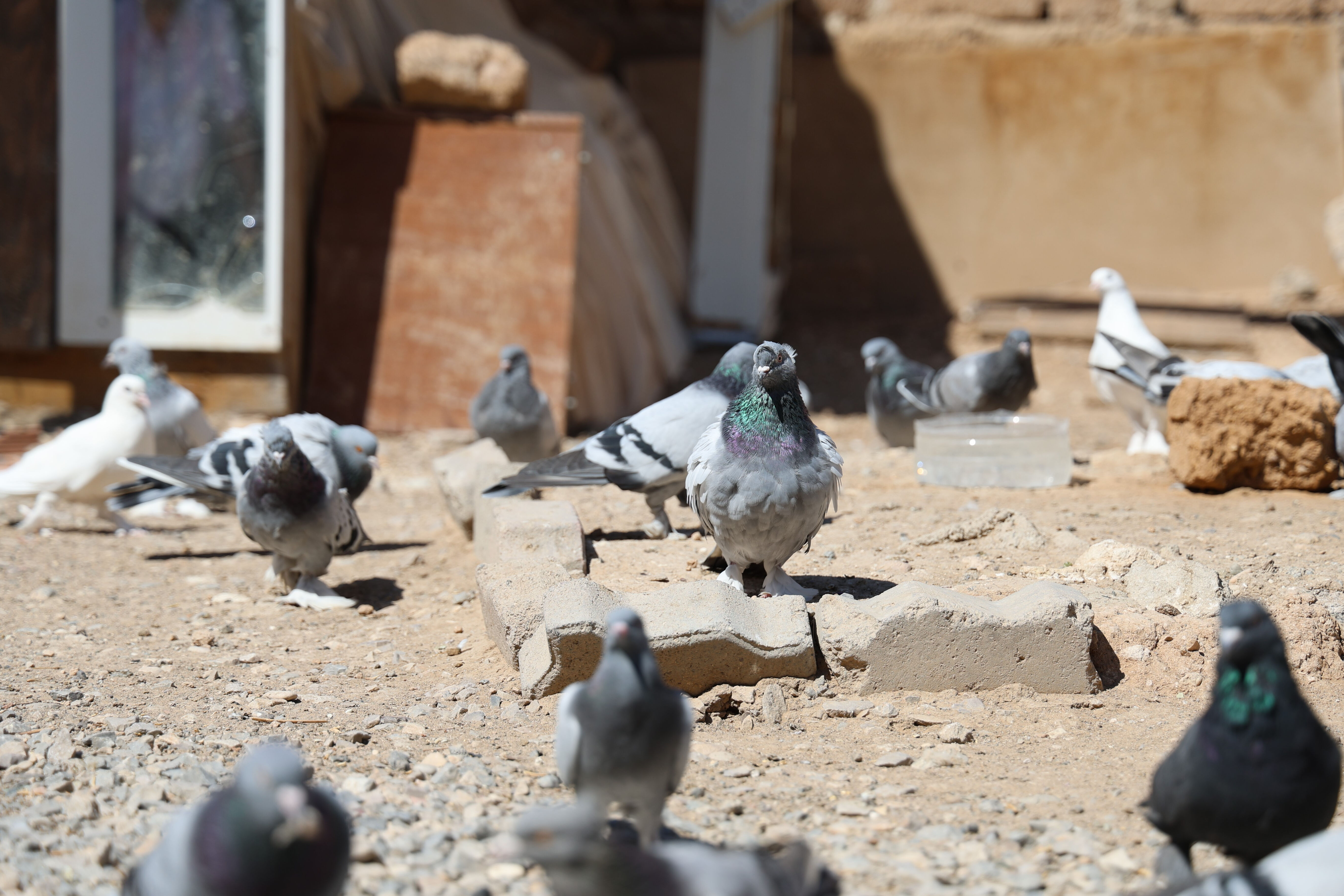Amatör'den Süper Lig'e, her kuşun yeri var! Fiyatı 100 bin TL'ye kadar çıkıyor - 1. Resim