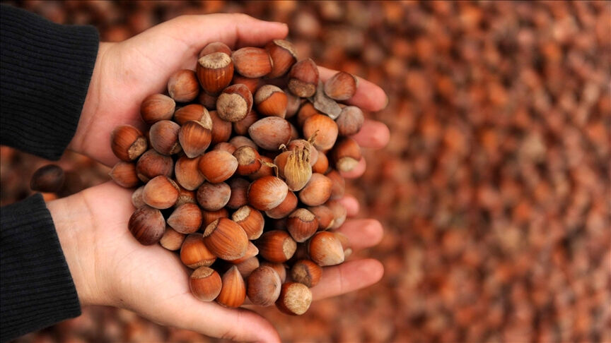 Hasat öncesi 200 lira açıklanan fındık fiyatında büyük yükseliş! Üreticiden bakın kaç liraya alınıyor Hasat öncesi 200 lira açıklanan fındık fiyatında büyük yükseliş! Üreticiden bakın kaç liraya alınıyor - 1. Resim