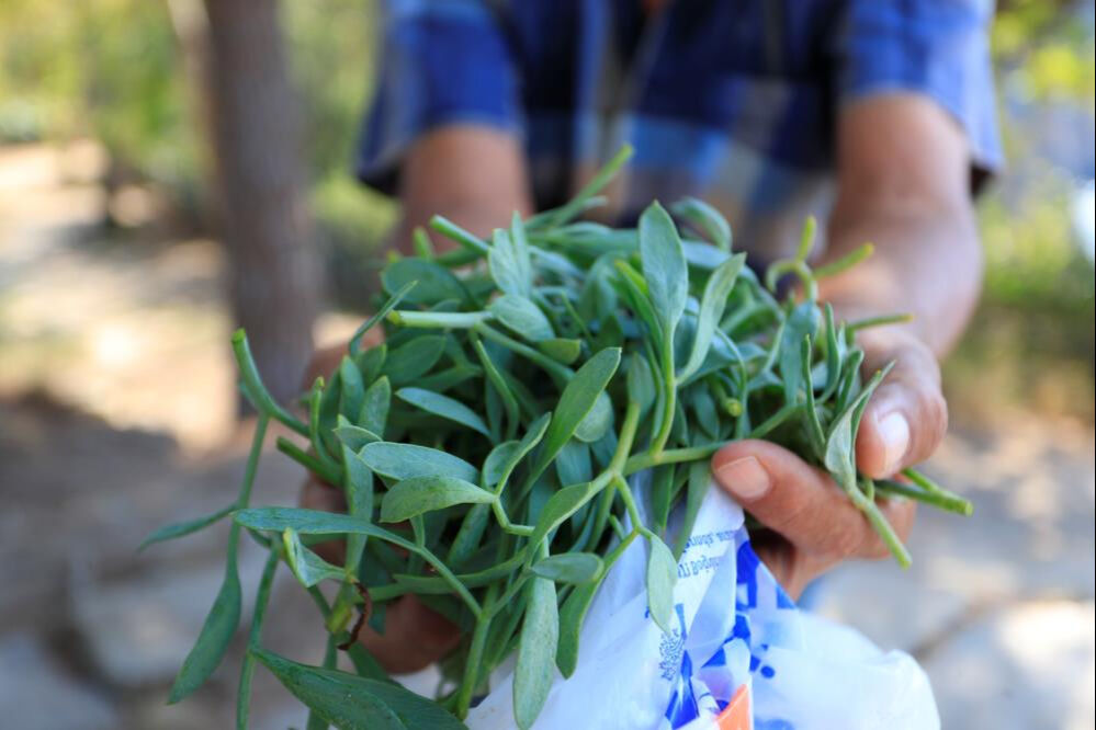İnsanlar inmeye cesaret edemiyor! Kaya koruğu otu için hayatını tehlikeye atıyor... Meslek haline getirdi - 2. Resim