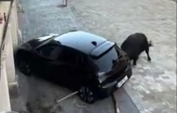 Park halindeki araç kızgın boğanın hedefi oldu - 2. Resim