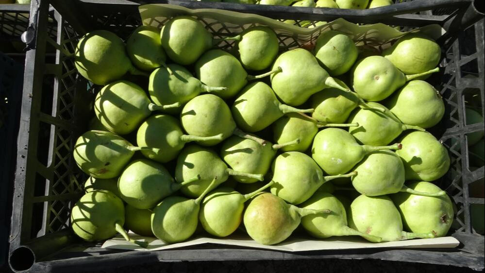 Kilosunu 70 liradan satıyorlar! Akçadağ armudunda hasat başladı - 1. Resim