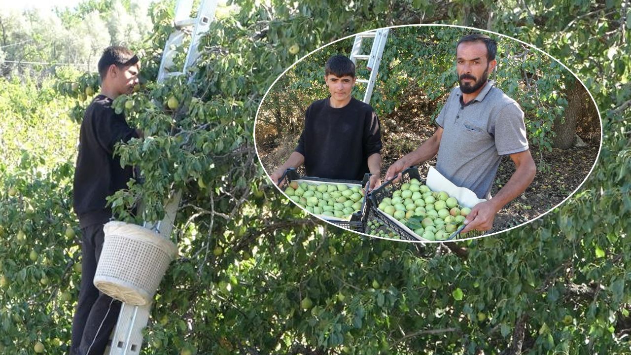 Yaşam
