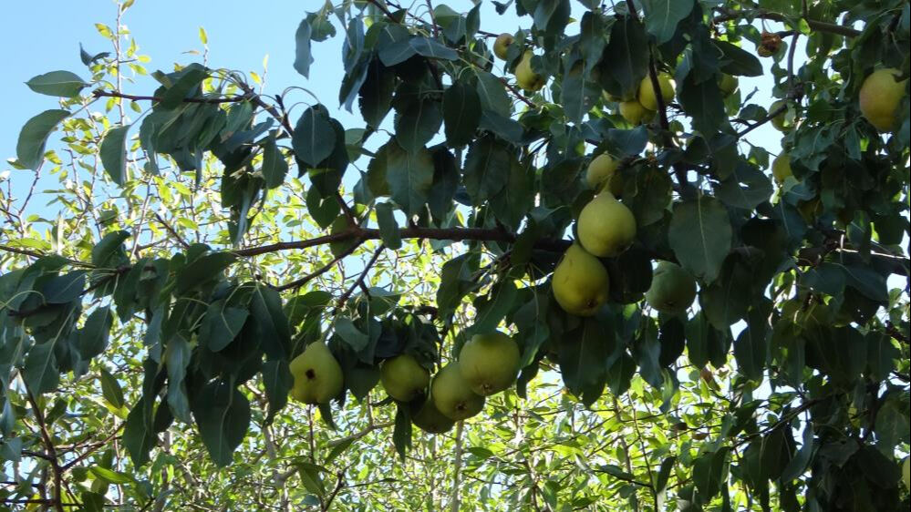 Kilosunu 70 liradan satıyorlar! Akçadağ armudunda hasat başladı - 2. Resim