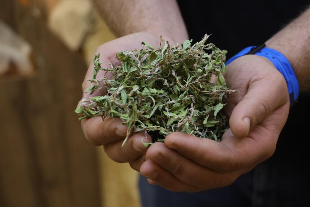 Madımak otunun kurusunun 100 gramı ile bir öğünlük yemek yapılıyor! Yurt dışından isteyen de var - 3. Resim