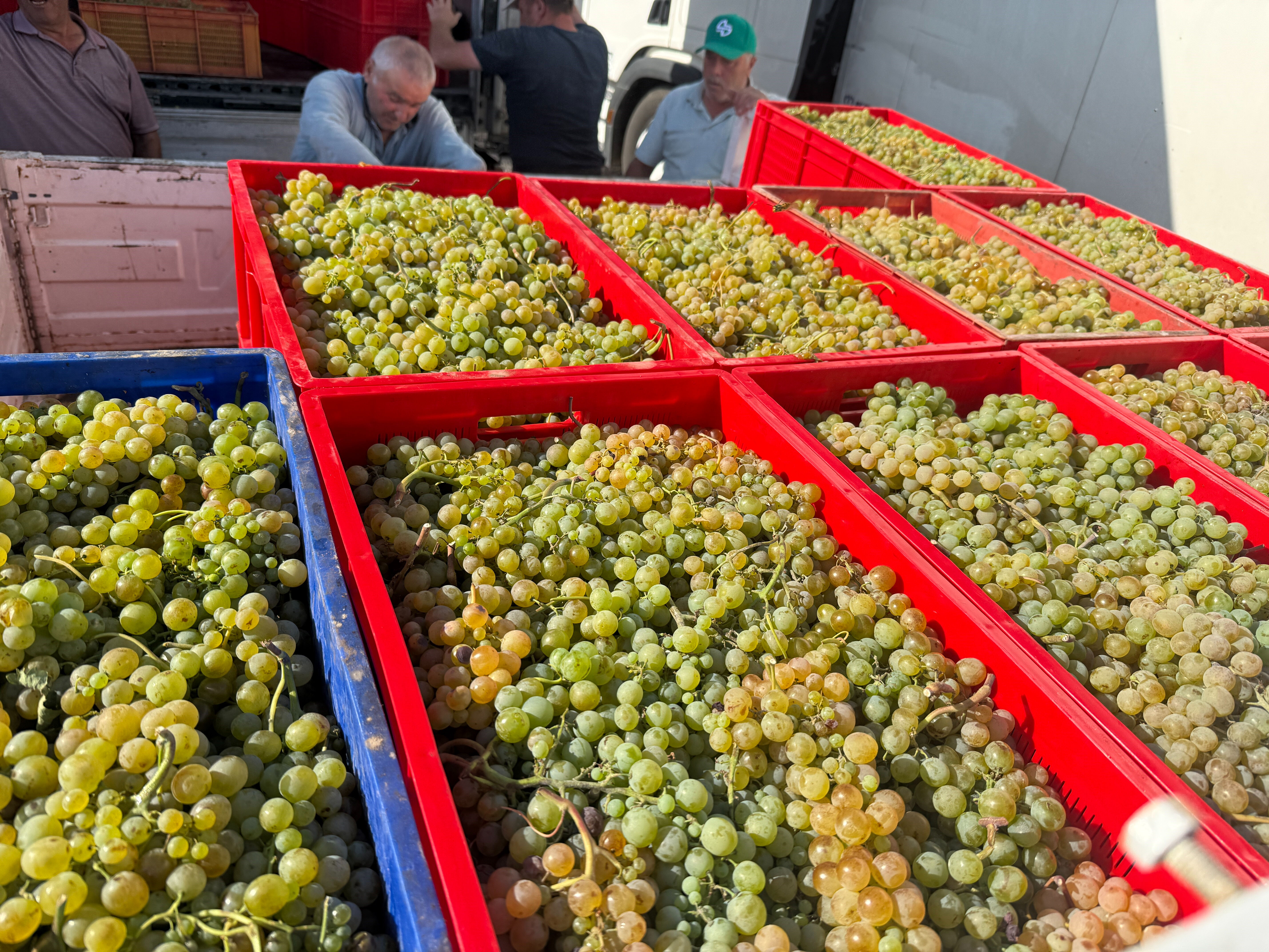 Tokat'ta üzüm hasadı başladı! Verim bu yıl yüzde 80 düştü, tarla fiyatı bile cep yakıyor - 3. Resim