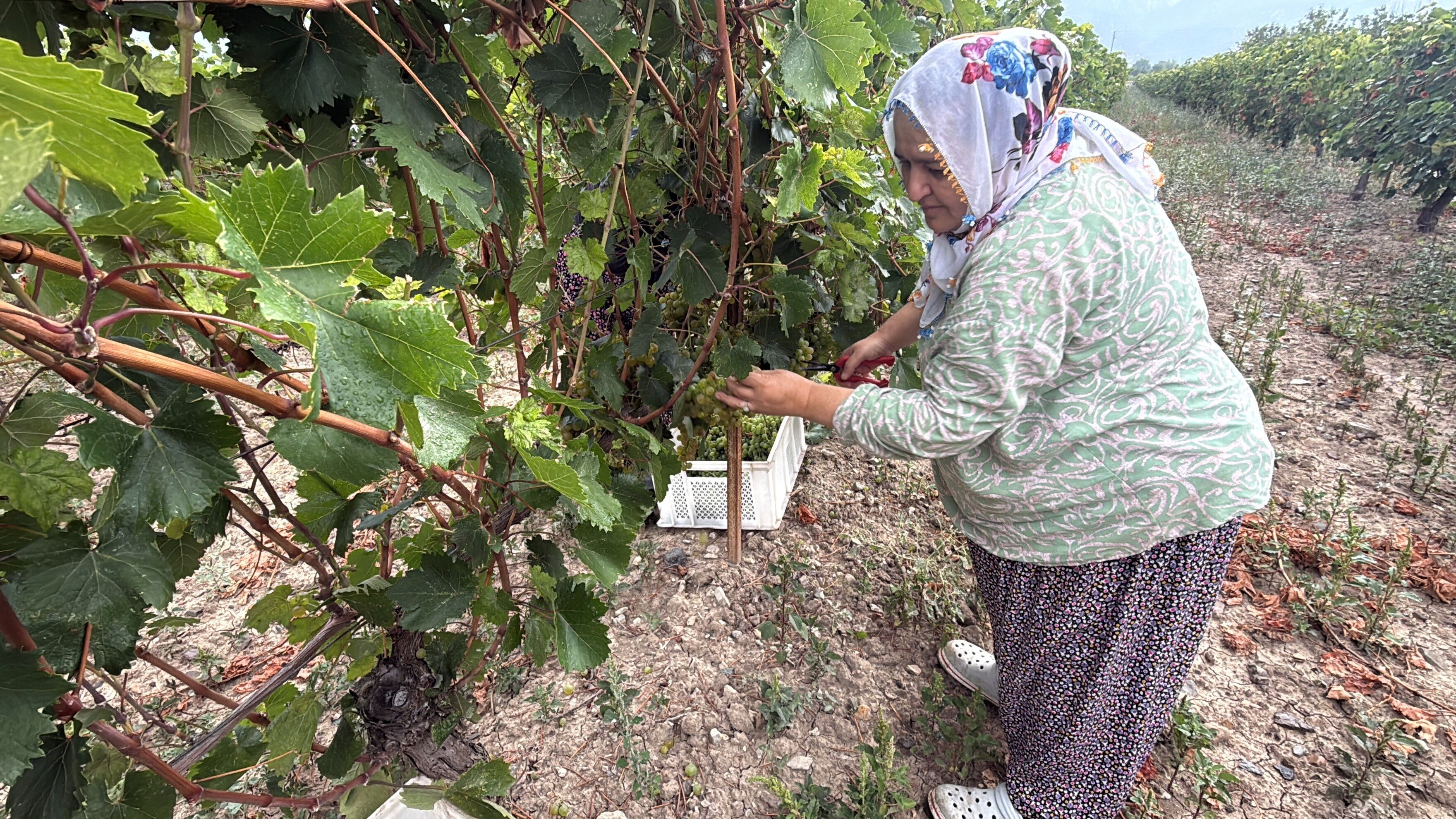 Tokat'ta üzüm hasadı başladı! Verim bu yıl yüzde 80 düştü, tarla fiyatı bile cep yakıyor - 1. Resim