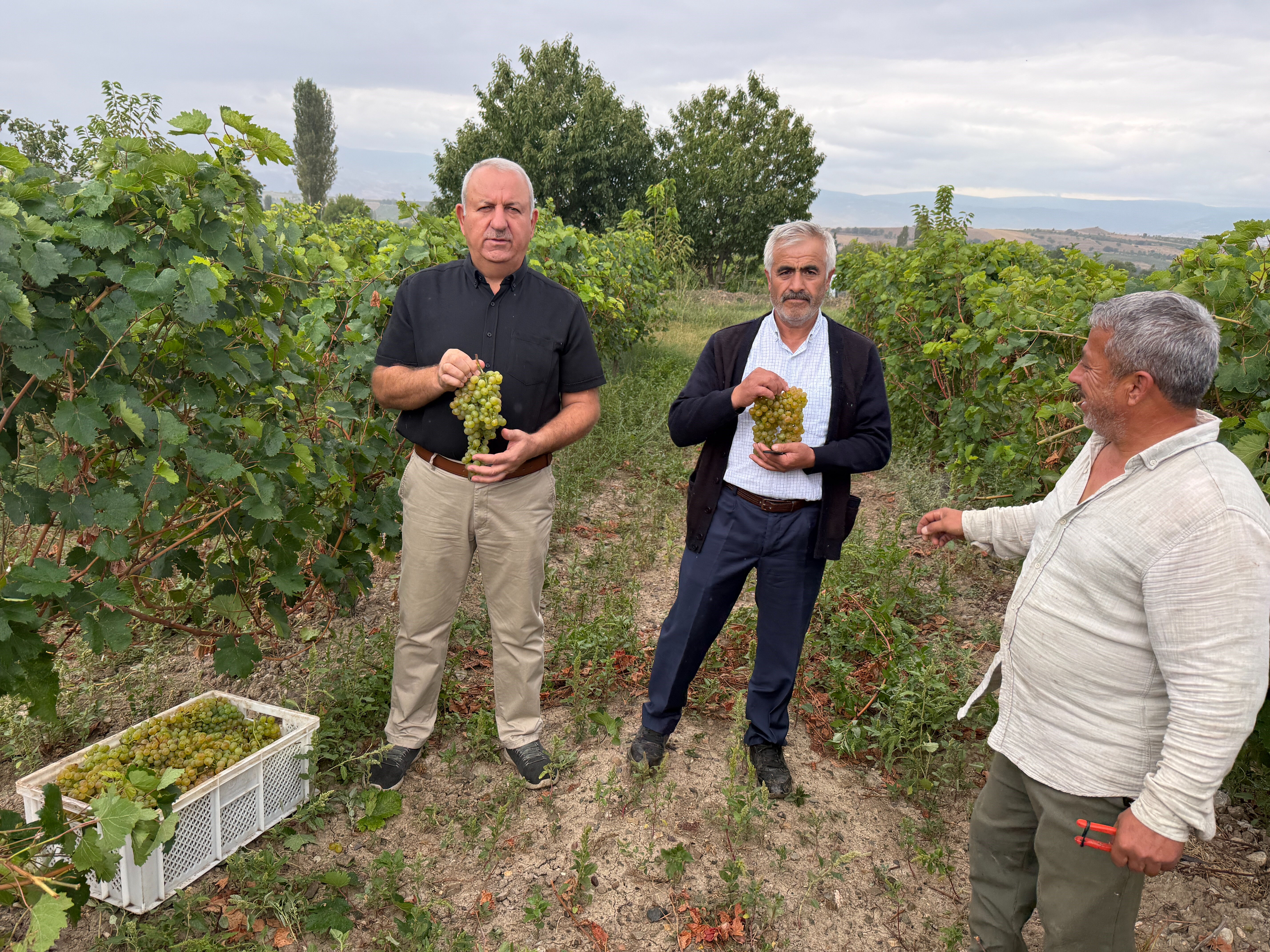 Tokat'ta üzüm hasadı başladı! Verim bu yıl yüzde 80 düştü, tarla fiyatı bile cep yakıyor - 2. Resim