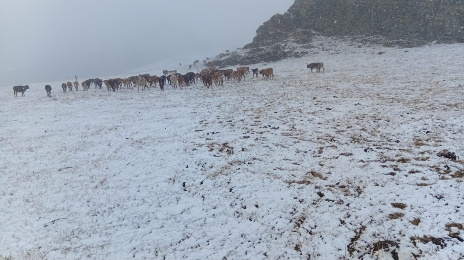 Bir gecede sonbahardan kışa geçiş! Kar kalındığı 10 santimi buldu - 3. Resim