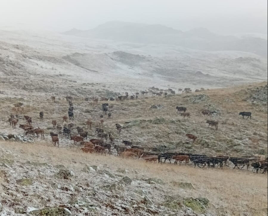 Bir gecede sonbahardan kışa geçiş! Kar kalındığı 10 santimi buldu - 4. Resim