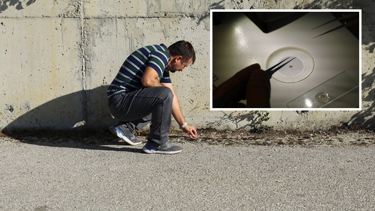 Çankırı&#039;da otoparkta bulundu! Nesli tükenme tehlikesi altında...