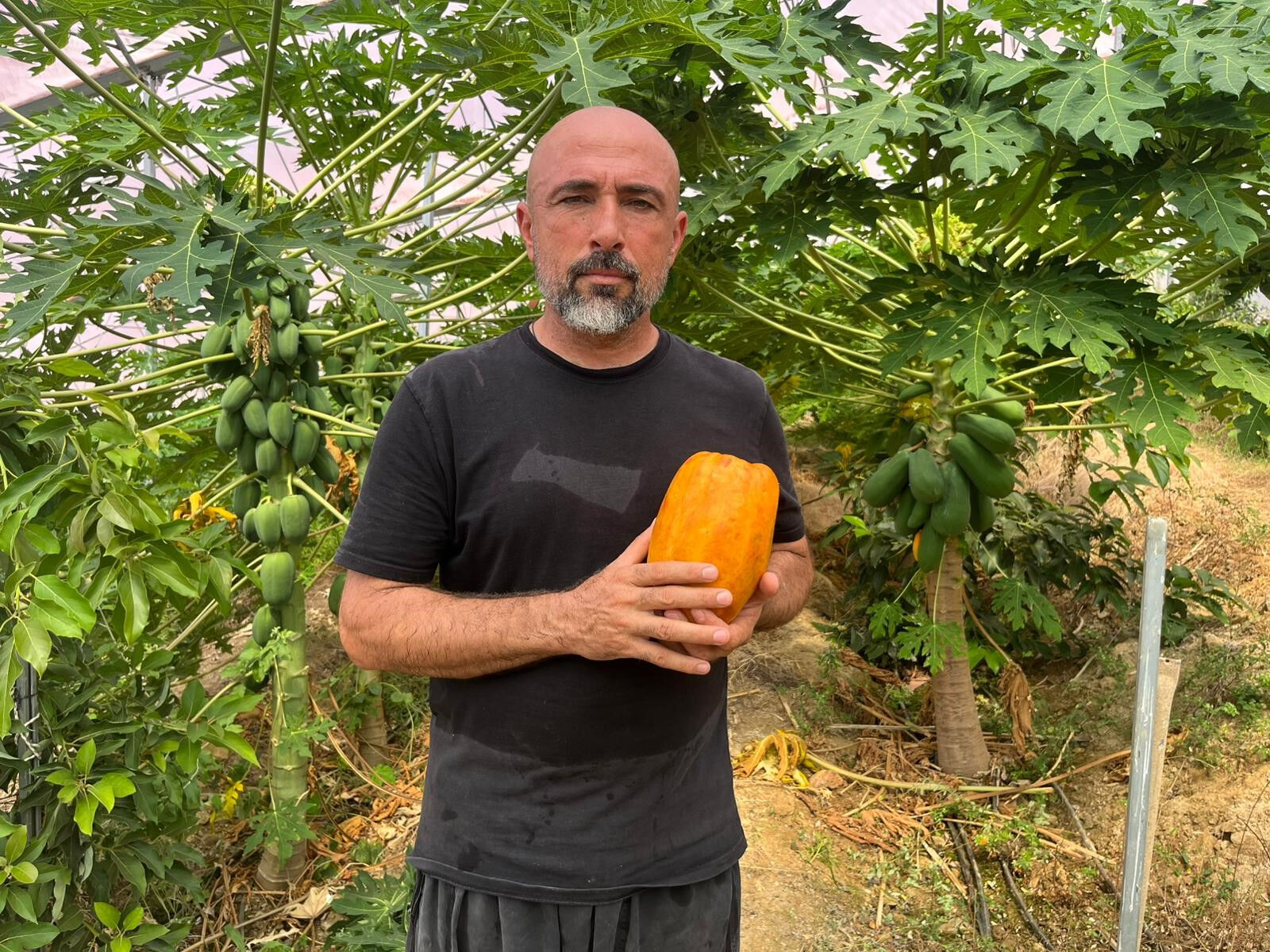 Muz, avokado, ejder meyvesi, mango, papaya... Alanya'daki tropikal meyve üreticilerinin yetkililerden bir talebi var Muz, avokado, ejder meyvesi, mango, papaya... Alanya'daki tropikal meyve üreticilerinin yetkililerden bir talebi var - 5. Resim