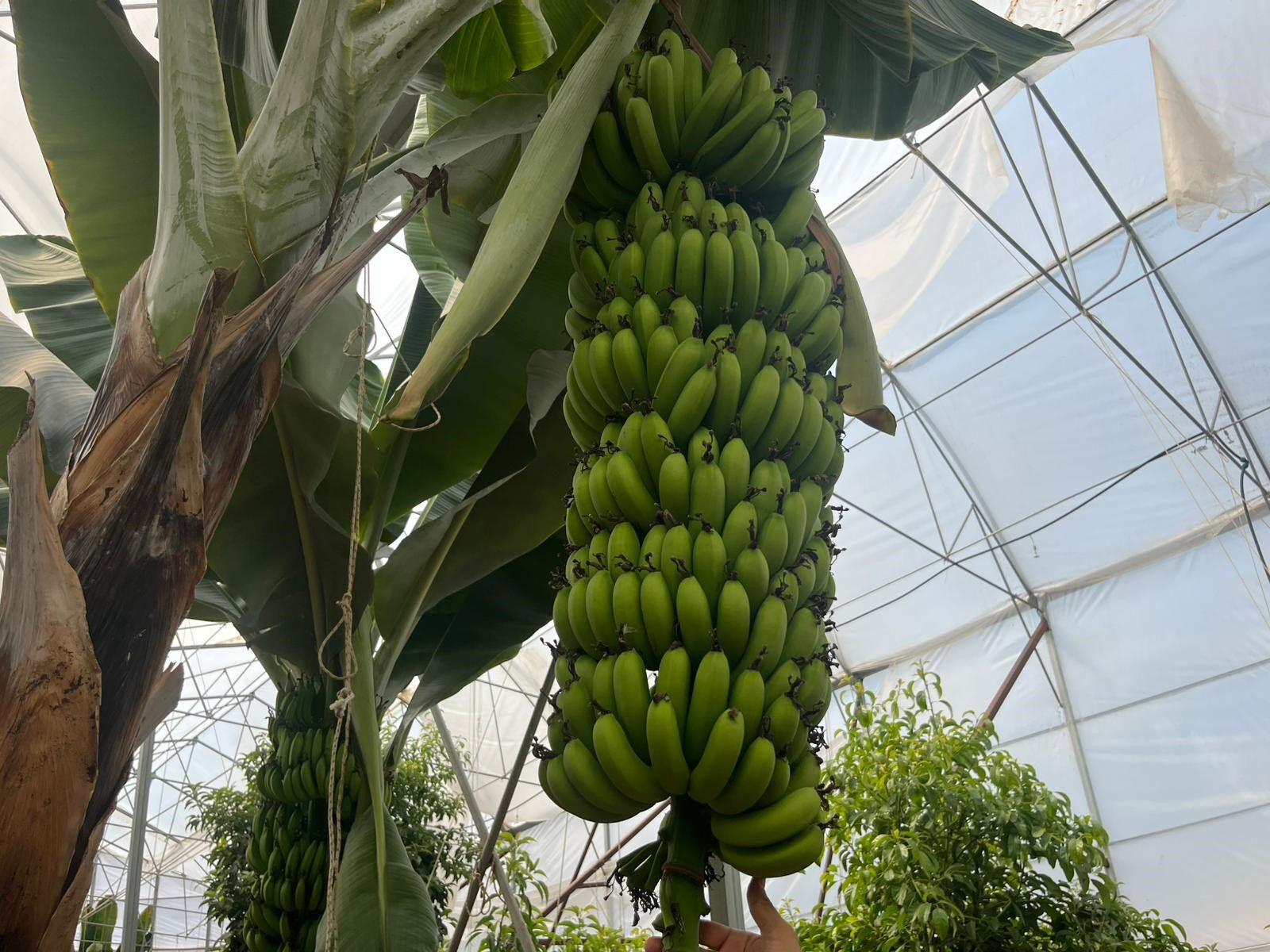 Muz, avokado, ejder meyvesi, mango, papaya... Alanya'daki tropikal meyve üreticilerinin yetkililerden bir talebi var Muz, avokado, ejder meyvesi, mango, papaya... Alanya'daki tropikal meyve üreticilerinin yetkililerden bir talebi var - 4. Resim