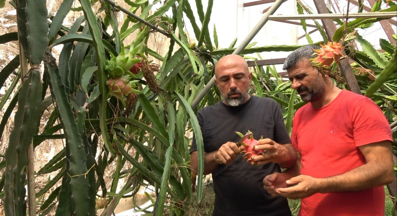 Muz, avokado, ejder meyvesi, mango, papaya... Alanya'daki tropikal meyve üreticilerinin yetkililerden bir talebi var Muz, avokado, ejder meyvesi, mango, papaya... Alanya'daki tropikal meyve üreticilerinin yetkililerden bir talebi var - 2. Resim