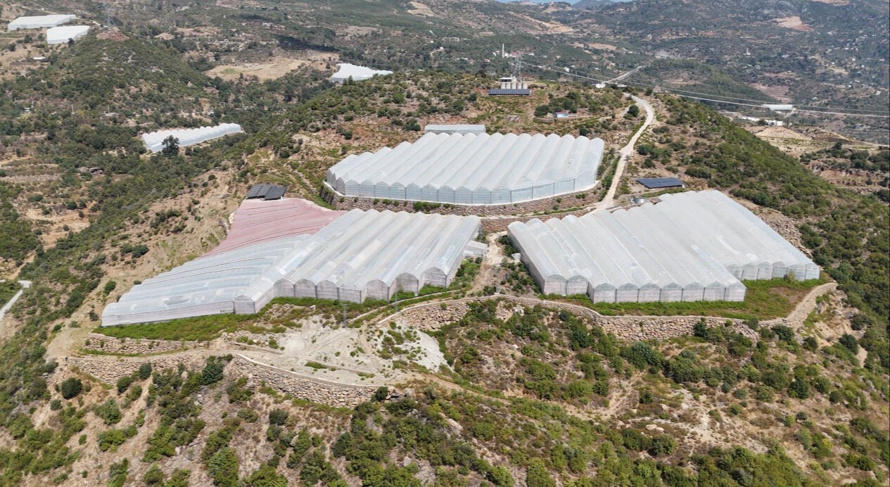 Muz, avokado, ejder meyvesi, mango, papaya... Alanya'daki tropikal meyve üreticilerinin yetkililerden bir talebi var Muz, avokado, ejder meyvesi, mango, papaya... Alanya'daki tropikal meyve üreticilerinin yetkililerden bir talebi var - 1. Resim