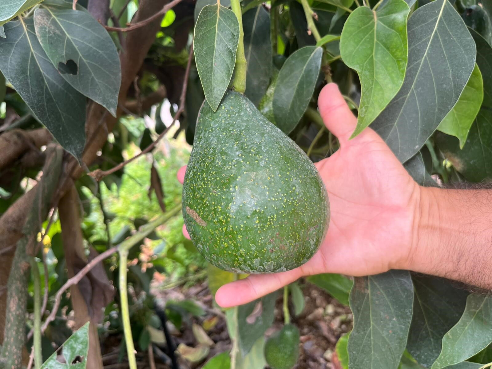 Muz, avokado, ejder meyvesi, mango, papaya... Alanya'daki tropikal meyve üreticilerinin yetkililerden bir talebi var Muz, avokado, ejder meyvesi, mango, papaya... Alanya'daki tropikal meyve üreticilerinin yetkililerden bir talebi var - 3. Resim