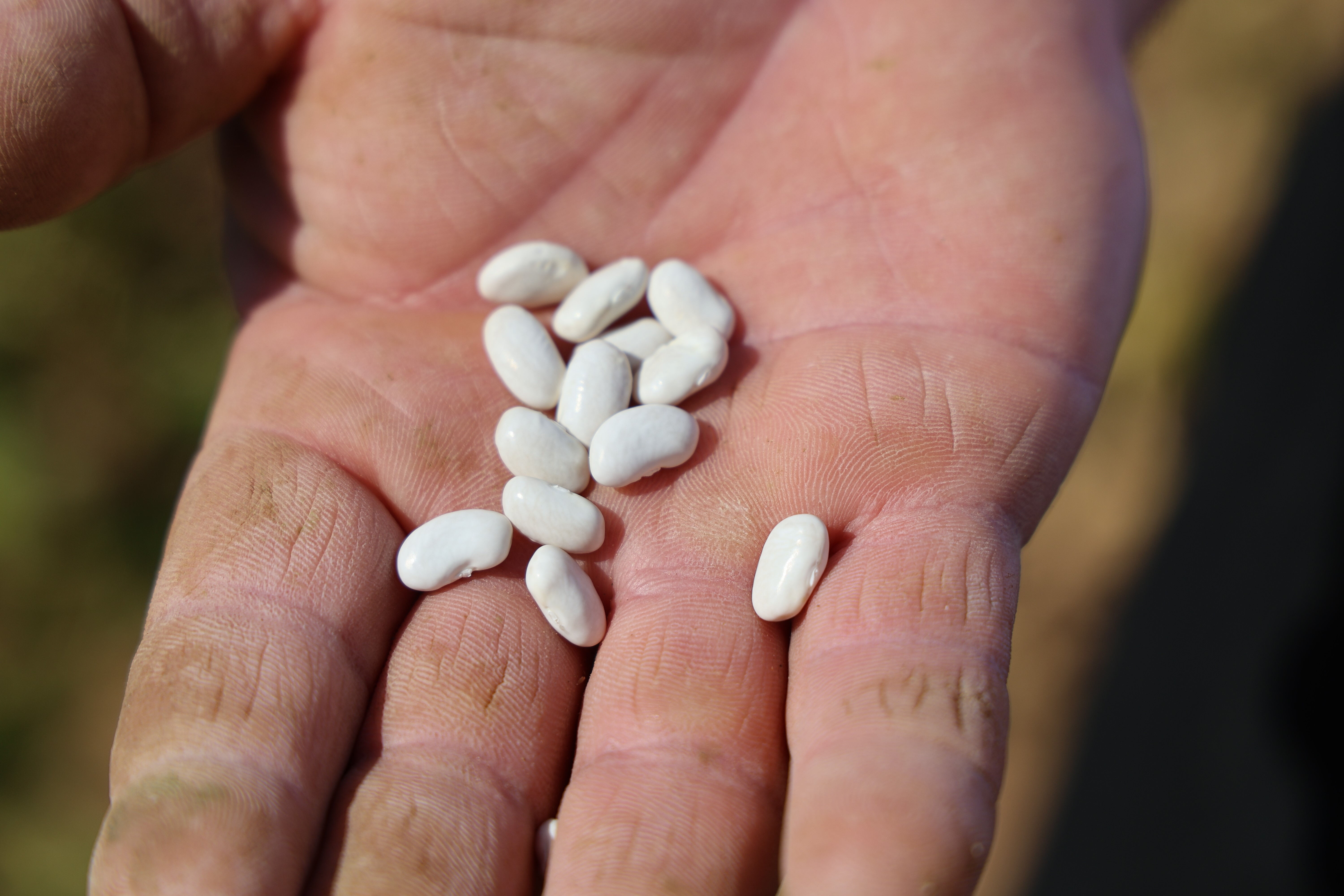 1300 rakımda kar suyuyla yetiştiriliyor! Tadıyla damak çatlatan Feke fasulyesinde hasat zamanı 1300 rakımda kar suyuyla yetiştiriliyor! Tadıyla damak çatlatan Feke fasulyesinde hasat zamanı - 3. Resim