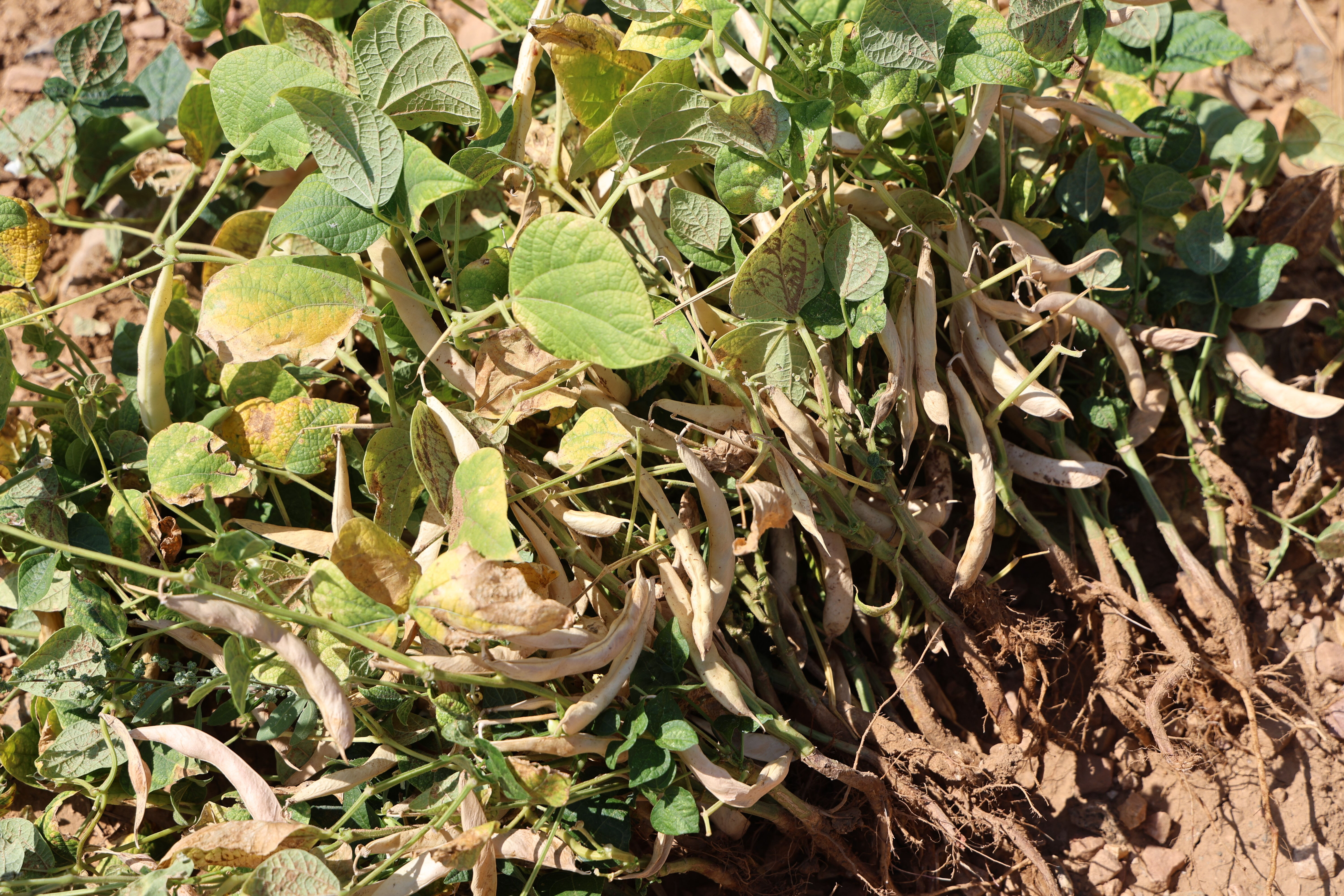 1300 rakımda kar suyuyla yetiştiriliyor! Tadıyla damak çatlatan Feke fasulyesinde hasat zamanı 1300 rakımda kar suyuyla yetiştiriliyor! Tadıyla damak çatlatan Feke fasulyesinde hasat zamanı - 2. Resim