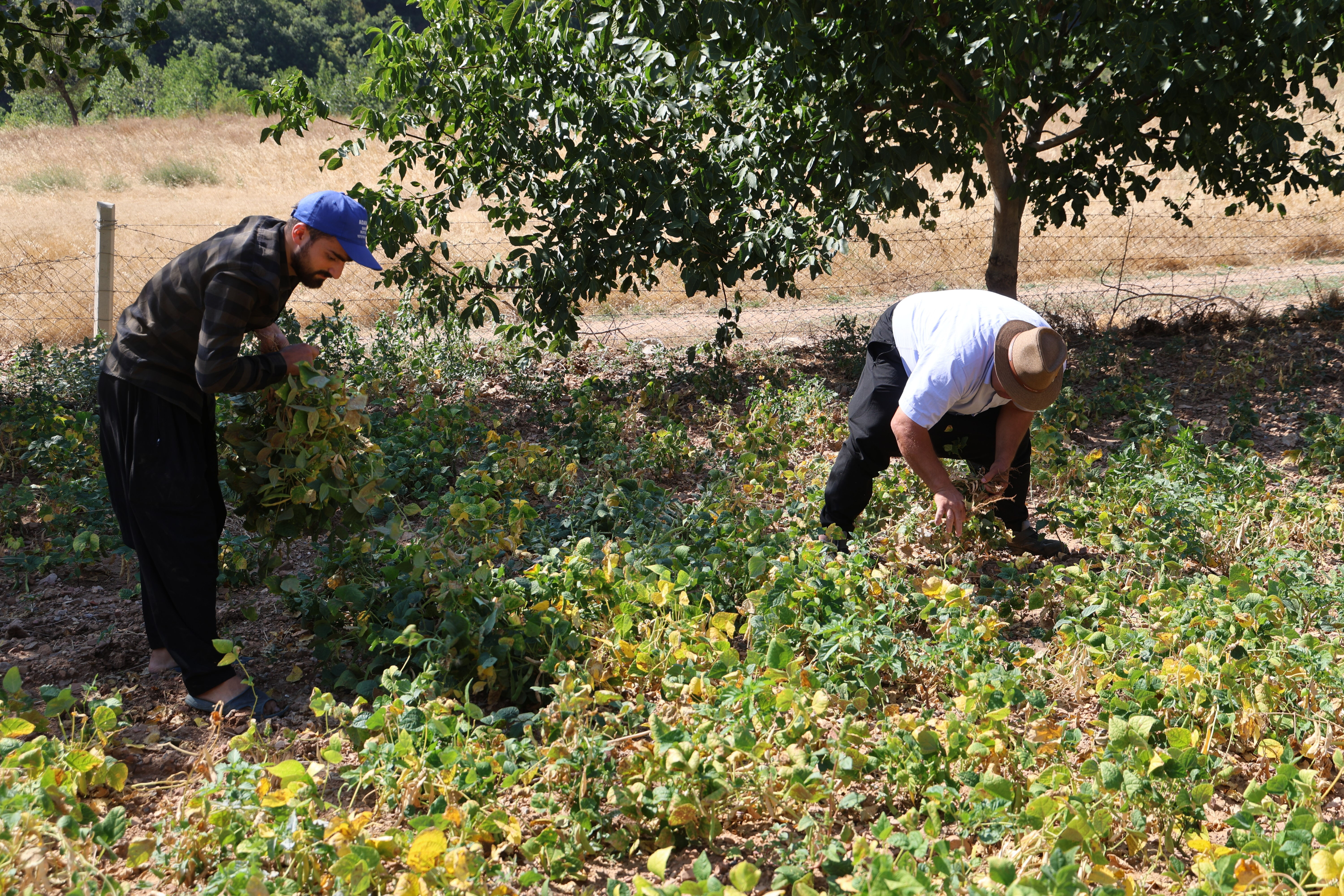 1300 rakımda kar suyuyla yetiştiriliyor! Tadıyla damak çatlatan Feke fasulyesinde hasat zamanı 1300 rakımda kar suyuyla yetiştiriliyor! Tadıyla damak çatlatan Feke fasulyesinde hasat zamanı - 1. Resim