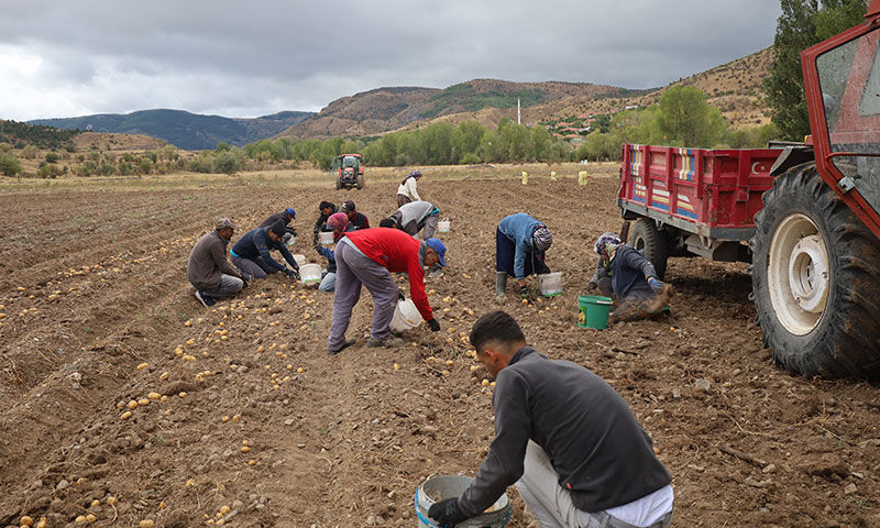 Çankırı’da atıl arazi canlandı! 2.5 ton tohum ektiler, hasat yüz güldürdü Çankırı’da atıl arazi canlandı! 2.5 ton tohum ektiler, hasat yüz güldürdü - 3. Resim