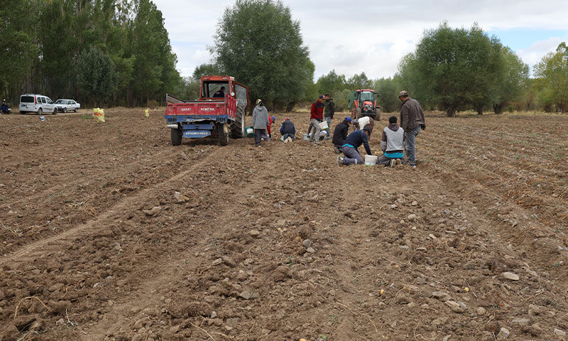 Çankırı’da atıl arazi canlandı! 2.5 ton tohum ektiler, hasat yüz güldürdü Çankırı’da atıl arazi canlandı! 2.5 ton tohum ektiler, hasat yüz güldürdü - 1. Resim