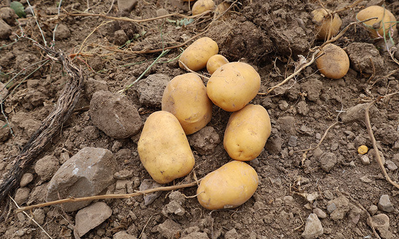Çankırı’da atıl arazi canlandı! 2.5 ton tohum ektiler, hasat yüz güldürdü Çankırı’da atıl arazi canlandı! 2.5 ton tohum ektiler, hasat yüz güldürdü - 2. Resim