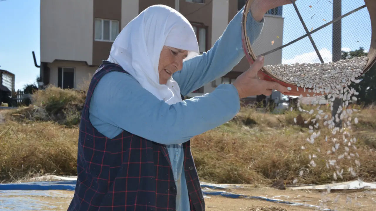 İlaçsız ve susuz tarımla yetişiyor! Kilosu ise 150 TL, talep çok İlaçsız ve susuz tarımla yetişiyor! Kilosu ise 150 TL, talep çok - 3. Resim