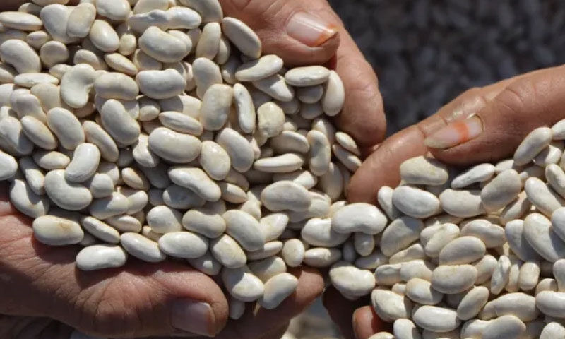 İlaçsız ve susuz tarımla yetişiyor! Kilosu ise 150 TL, talep çok İlaçsız ve susuz tarımla yetişiyor! Kilosu ise 150 TL, talep çok - 2. Resim